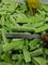 Салат китайского здоровья еды китайский зеленый вегетабле, который замерли для ресторана