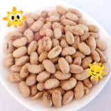 Кошерный халяль покрытый жареный пряный желтый эдамаме